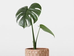 CINEMA 4D室内绿植：天然纤维纹理花盆中的小型龟背竹独特穿孔叶片逼真室内植物3D渲染