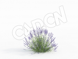 C4D灵香草薰衣草模型 Lavandula_D