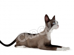 爬地上的雪鞋猫宠物猫C4D模型