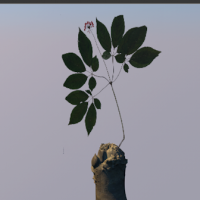 西洋参3D模型 人参C4D模型 Ginseng