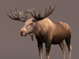 棕色雄性麋鹿绑定c4d模型Moose Male Animated – VFX Grace
