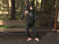 低面黑猩猩动画 chimpanzee-animated