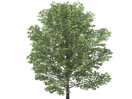 甜桦树C4D模型 Sweet Birch