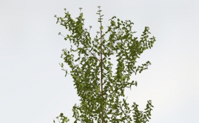 山茱萸C4D模型 Bloodtwig Dogwood