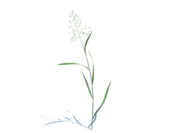 丝状剪股颖杂草植物杂草模型下载Agrostis capillaris v1