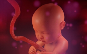 子宫婴儿3D模型 Turbosquid – Human Fetus MAX/Maya/OBJ/FBX