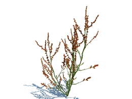 绿地草坪小草植物杂草模型下载simple grass v1