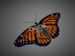 蝴蝶C4D模型下载 Butterfly-5