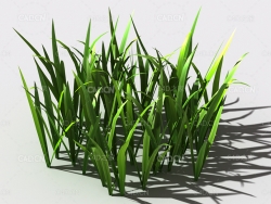野草植物C4D模型 wild-grass-i1