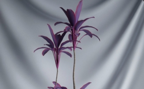 室内景观花卉：紫叶盆景C4D模型 Purple bonsai
