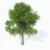欧洲铁木C4D模型 European Hop Hornbeam