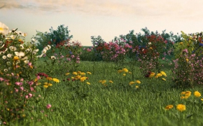 植物和鲜花3D模型 R&D Group – iFlowers vol.1 Field