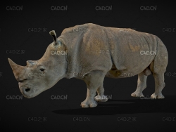 野生动物成年公犀牛C4D模型 rhinoceros 3d model