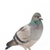 鸽子3D模型 Pigeons 3D models