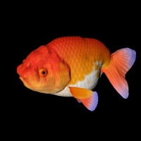 海洋鱼模型：狮子头金鱼3D模型 Lion Head