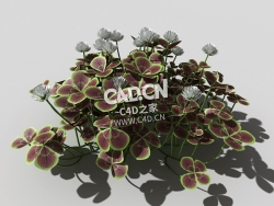 青铜色的荷兰四叶草植物C4D模型 bronze-clover-f 3d model