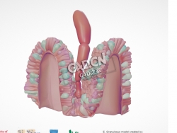 成年粒状棘球绦虫C4D模型下载 Adult Echinococcus Granulosus