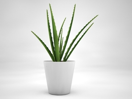 室内装饰植物-芦荟C4D模型(19) Interior plants 3d model