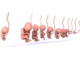 高精度人类胚胎从受精卵到胎儿全发育阶段3D动画模型素材支持多平台渲染与应用下载3d-animated-human-fetus