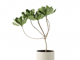 Kristina Dam Studio品牌L号赤陶碗带植物3D模型素材下载Terracotta Bowl L with Plant