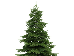 景观树 云杉C4D模型 picea