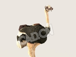 C4D鸵鸟模型（包含骨骼绑定动画) Ostrich_Idle 3D Model