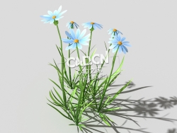 蓝色野菊花花卉植物C4D模型 common-flower-a3 3d model