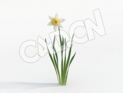 C4D白色花瓣水仙花模型 Narcissus_C