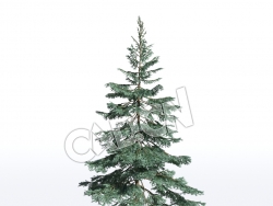 C4D北美兰云杉松树模型 Picea pungens 3d model