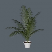 凤尾竹盆景C4D模型 Bambusa multiplex