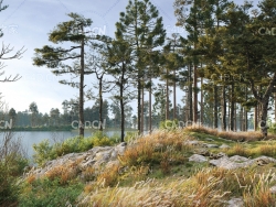 8种72个松树3D模型合集 Pine