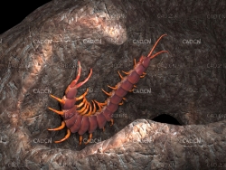 C4D蜈蚣动画模型 centipede 3d model