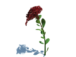 八宝景天植物杂草模型下载Hylotelephium spectabile v1