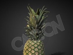 热带水果菠萝凤梨C4D模型