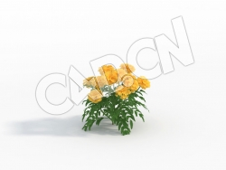 C4D金菊花万寿菊花卉模型 Tagetes_D