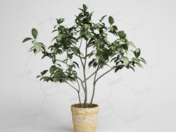 树木景观盆栽植物模型下载