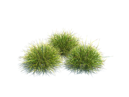 素羊茅植物杂草模型下载Festuca v2
