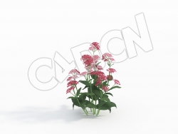 C4D缬草模型 Centranthus_B