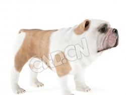 英国斗牛犬老虎犬C4D模型