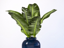 香蕉叶 芭蕉叶花瓶插花 banana