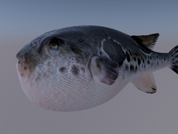 河豚C4D模型 Blowfish