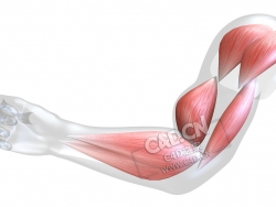 胳膊肌肉变化C4D动画模型