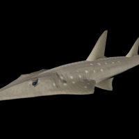 海洋鱼模型：铲鼻鲨3D模型 Shovelnose Shark