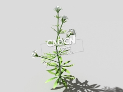 篷子菜猪殃殃砧草植物C4D模型 bedstraw-c 3d model