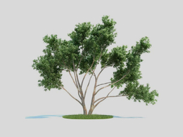 尤加利树 桉树 景观树C4D模型 Eucalyptus