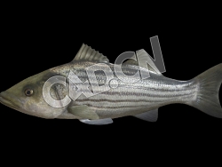 C4D鲈鱼绑定动画模型 Model 69A Striped Bass