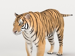 超真实3D西伯利亚虎模型,UDIM多组4K高清纹理VFX Grace – Siberian Tiger Animation