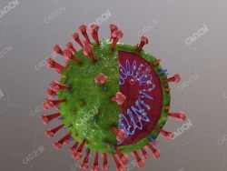 病毒核切片内核结构模型coronaCel