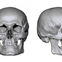 c4d骷髅头 Detailed Skull