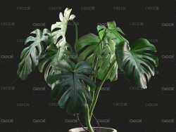 室内绿植装饰：龟背竹C4D模型 Monstera in Pot1 3D model